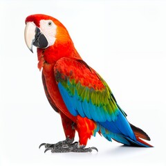 Obraz premium Vibrant macaw portrait exhibiting exquisite plumage detail, isolated on white background