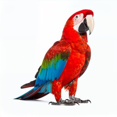 Naklejka premium Striking scarlet macaw, colorful plumage in crisp studio composition on white background