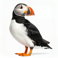 Obraz premium Charming atlantic puffin portrait showcasing its vibrant beak and plumage on white background