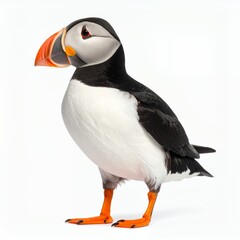Naklejka premium Isolated atlantic puffin showcasing vibrant plumage against a clean backdrop on white background