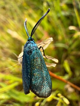 Adscita statices, the green forester