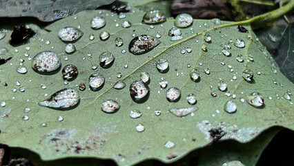 An aspen leaf with small raindrops photographed close up