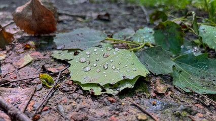 An aspen leaf with small transparent raindrops photographed in the distance lies in the forest against the background of other leaves