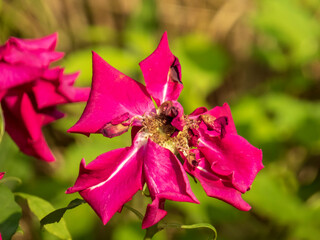 Distressed Hot Pink Rose Blossom with Faded Petals in Sunlight
