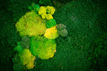Decorative green moss on the wall - interior decor, close-up, selective focus.