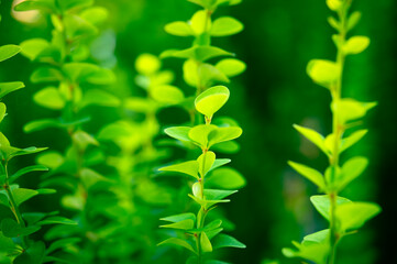 Green fresh leaves on branches, beautiful botanical background texture wallpaper, selective focus