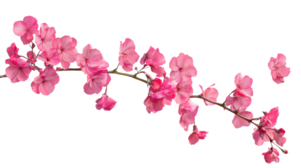 Pink flower branch with slender stalk isolated on white background, showcasing delicate blossoms and minimal green leaves, perfect for floral compositions, spring designs, and botanical artwork