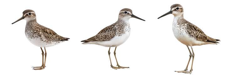 Set of sandpiper isolated on transparent background