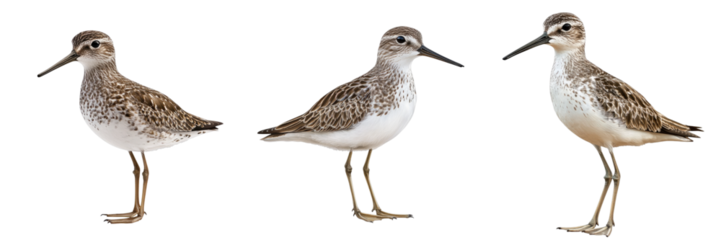 Set of sandpiper isolated on transparent background