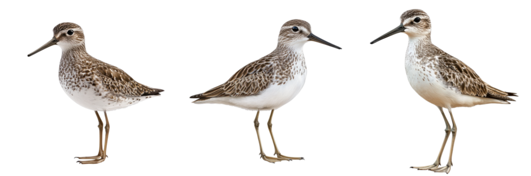 Set of sandpiper isolated on transparent background