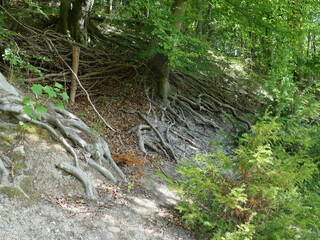 Tree roots run across forest slope. Symbol of stability and connection. Copy space.