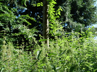 Fototapeta premium Flowering nettles at forest edge in summer. Symbol of biodiversity and herbal medicine. Copy space.