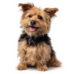 Happy Small Dog Sitting on White Background with Playful Expression