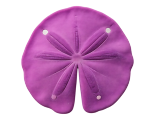 Purple Sand Dollar Shell with Star-Shaped Markings