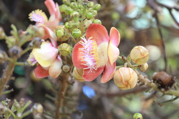 Cannonball tree flower in full bloom, exotic cannonball tree flower close-up with natural background, sacred cannonball tree flower symbol in tropical Asia