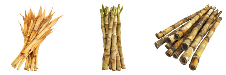 Set of bamboo shoots isolated on transparent background