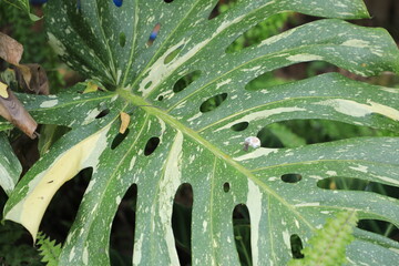 Close-up of monstera leaf in sunlight, showcasing natural monstera leaf texture and tropical monstera leaf pattern for botanical backgrounds