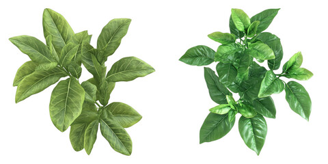 Set of fresh bergamot with leaves isolated on transparent background