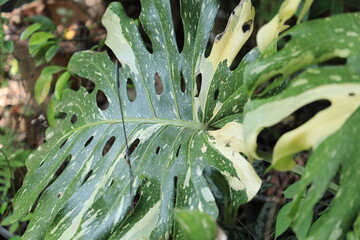Close-up of monstera leaf in sunlight, showcasing natural monstera leaf texture and tropical monstera leaf pattern for botanical backgrounds