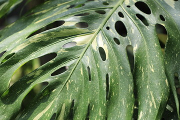 Close-up of monstera leaf in sunlight, showcasing natural monstera leaf texture and tropical monstera leaf pattern for botanical backgrounds