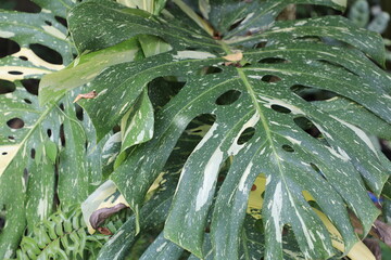 Close-up of monstera leaf in sunlight, showcasing natural monstera leaf texture and tropical monstera leaf pattern for botanical backgrounds