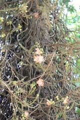 Cannonball tree flower in full bloom, exotic cannonball tree flower close-up with natural background, sacred cannonball tree flower symbol in tropical Asia