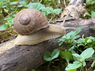 Cornu aspersum (syn. Helix aspersa, Cryptomphalus aspersus), known by the common name garden snai