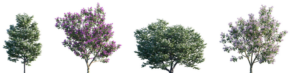 Set of Syringa reticulata Ivory Silk and Syringa oblata frontal street png in sunny daylight on a transparent background perfectly cutout	