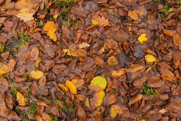 Wet autumn foliage lies on the forest floor
