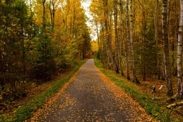 Fototapeta premium Cycle path in the forest around the town of Luckenwalde