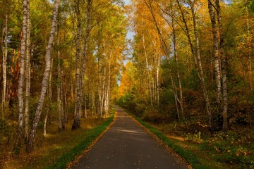 Obraz premium Cycle path in the forest around the town of Luckenwalde