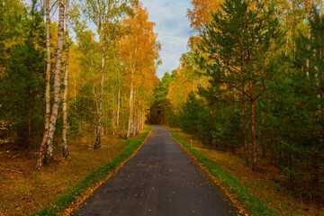 Fototapeta premium Cycle path in the forest around the town of Luckenwalde
