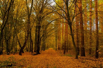 Obraz premium Forest trail in autumn in Germany