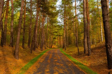 Obraz premium Cycle path in the forest