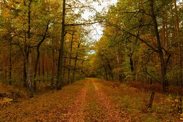 Fototapeta premium Forest road in autumn in Germany in the state of Brandenburg