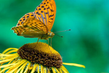 A Vibrant Butterfly, Argynnis paphia, Resting Gracefully on a Beautiful Yellow Flower in Natures...