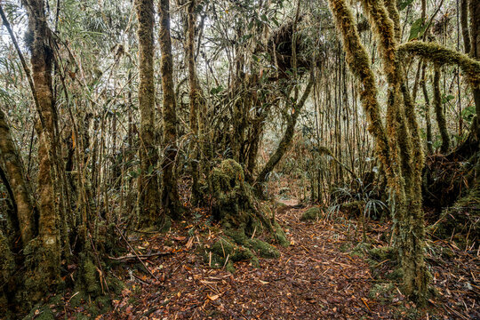 Beautiful jungle view in Monte verde Quetzal forest Costa Rica