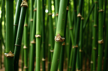 A close up view of a group of tall green bamboo trees.