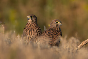 Common kestrels - Falco tinnunculus, European kestrels, Eurasian kestrels, Old World kestrels in grass at brown background. Photo from Tulcea in Danube Delta, Romania.