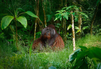 Adult male orangutan sitting in the rainforest beneath trees.