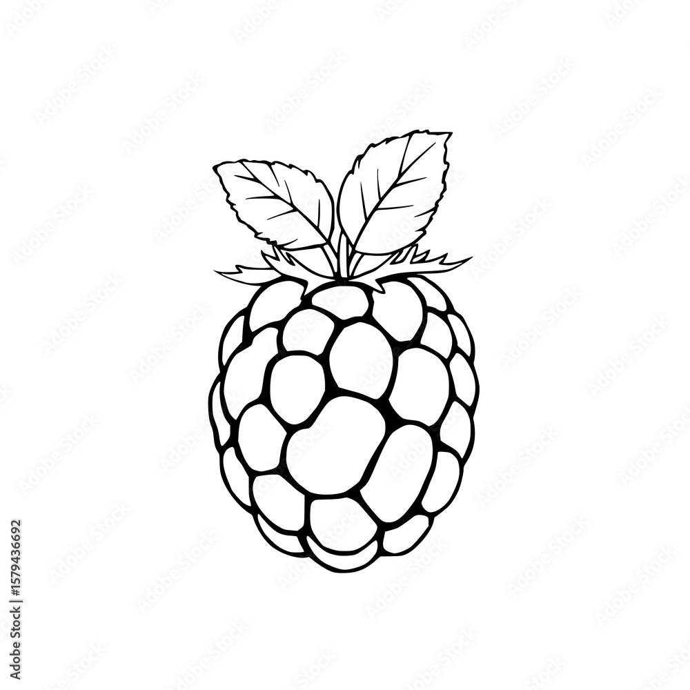 Poster raspberry illustration: a bold, monochrome line art drawing depicts a single raspberry with its text