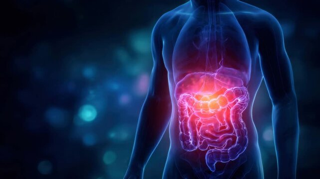 A detailed exploration of the human digestive system highlighting key organs and their functions. The visual representation enhances understanding of digestive processes within the body
