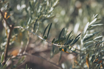 Vibrant olive tree branch displaying young fruit under warm sunlight in a serene garden setting