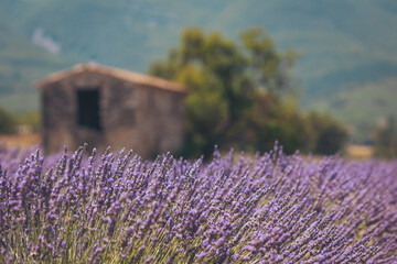 Lavender fields bloom under the warm sun near an ancient stone cottage surrounded by vibrant hills in late summer