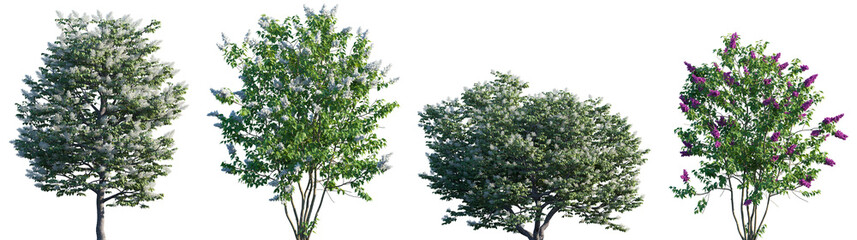 Set of Syringa reticulata Ivory Silk and Syringa vulgaris frontal street png in sunny daylight on a transparent background perfectly cutout	