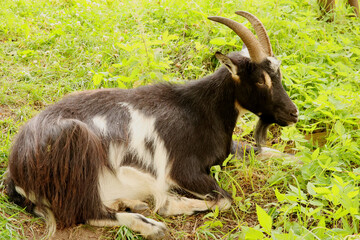 Goat