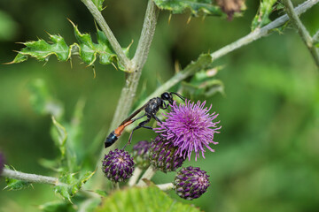 A beautiful wasp, Ammophila sabulosa, sits on a vibrant purple wildflower in a natural outdoor environment