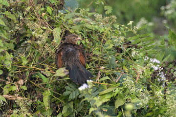 coucal_PAP8614.jpg