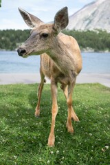 Deer by a tranquil lake in a forest