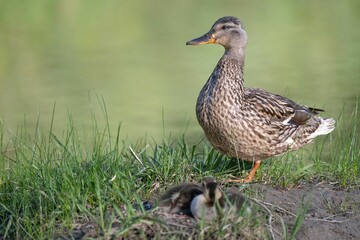 Mallard duck with ducklings on grassy bank.